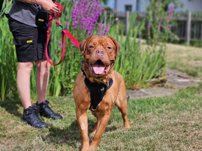 Popsicle | Dogue De Bordeaux | Evesham (Worcestershire) - 9