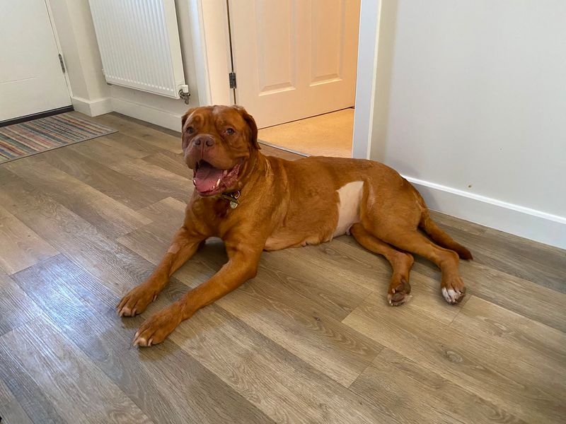 Popsicle | Dogue De Bordeaux | Evesham (Worcestershire) - 7