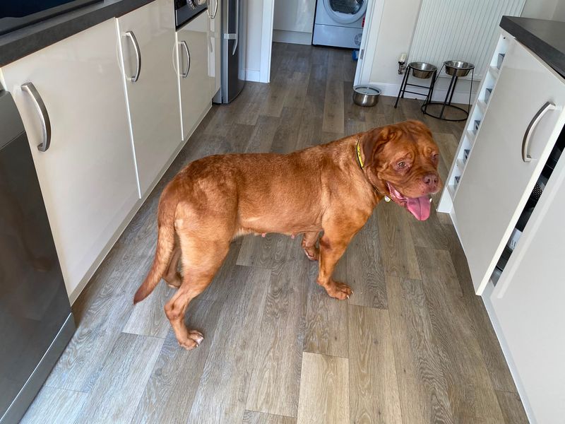 Popsicle | Dogue De Bordeaux | Evesham (Worcestershire) - 10