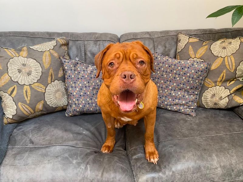 Popsicle | Dogue De Bordeaux | Evesham (Worcestershire) - 2