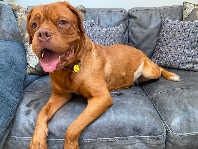 Popsicle | Dogue De Bordeaux | Evesham (Worcestershire) - 3