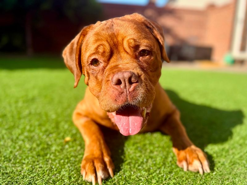Popsicle | Dogue De Bordeaux | Evesham (Worcestershire) - 5