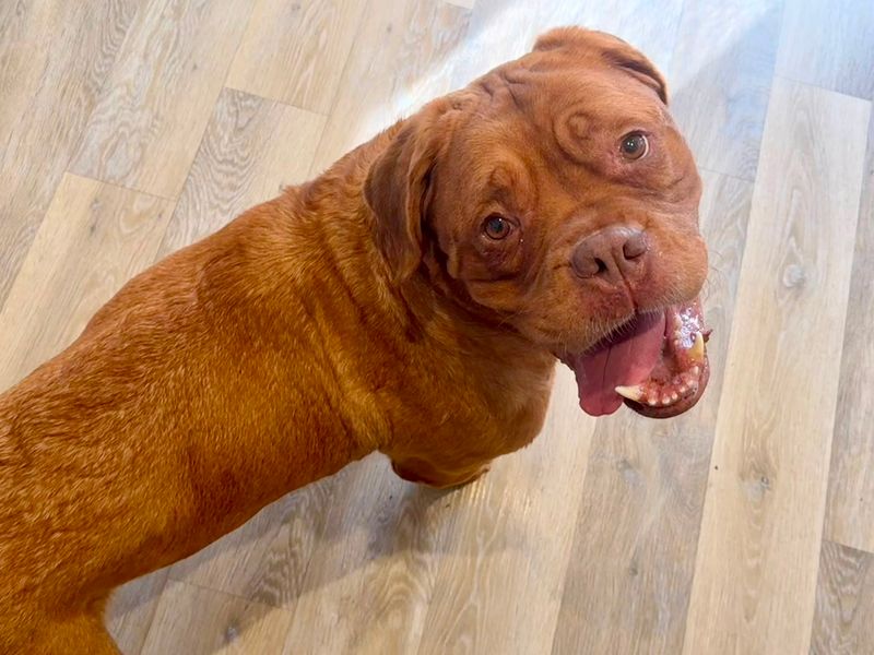 Popsicle | Dogue De Bordeaux | Evesham (Worcestershire) - 8