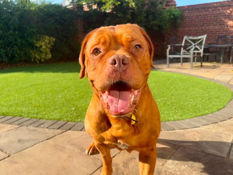 Popsicle | Dogue De Bordeaux | Evesham (Worcestershire) - 12