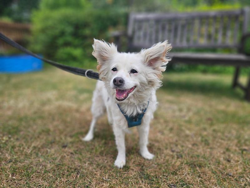 undefined | Chihuahua (Long Coat) Cross | undefined - 2