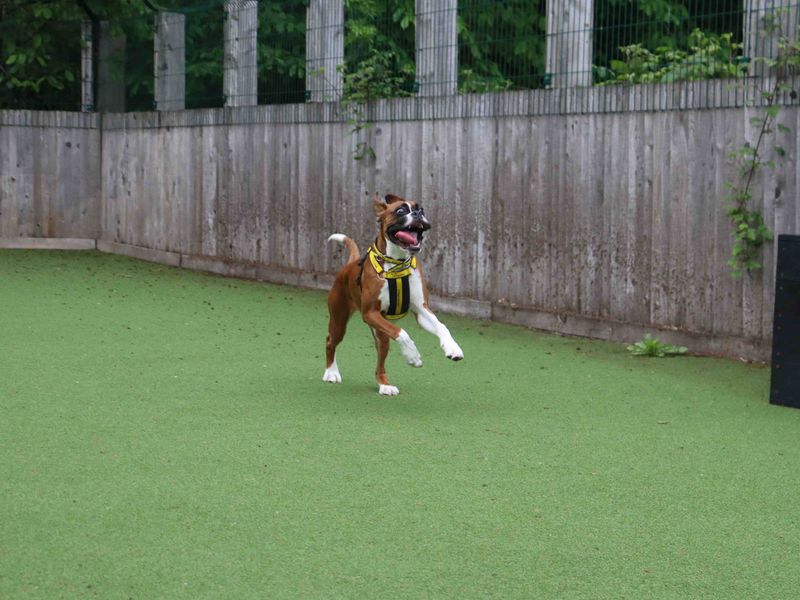 Boxer Dogs And Puppies For Adoption
