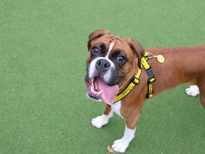 Skye | Boxer | Glasgow - 6