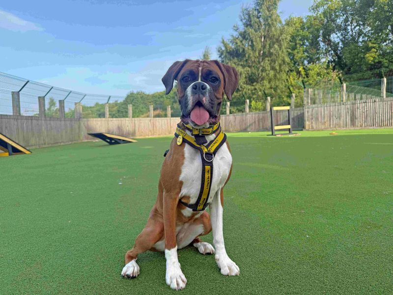 Skye | Boxer | Glasgow - 4