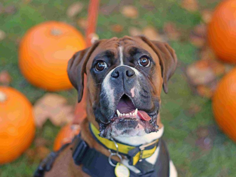 Skye | Boxer | Glasgow - 5