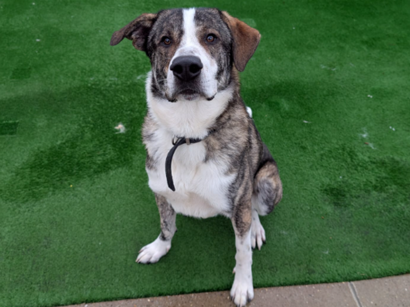 Sherbert | Crossbreed | Loughborough - 2