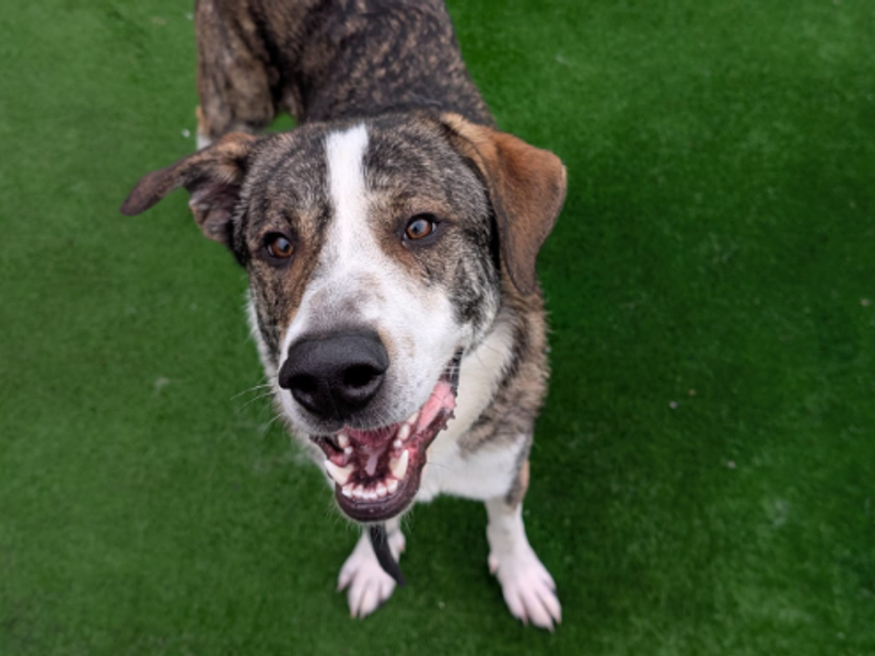 Sherbert | Crossbreed | Loughborough - 3