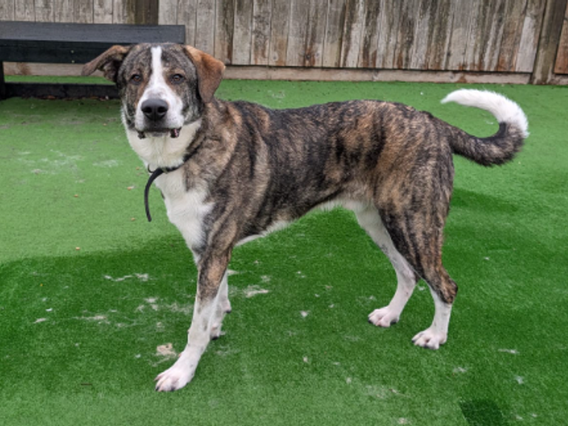 Sherbert | Crossbreed | Loughborough - 1