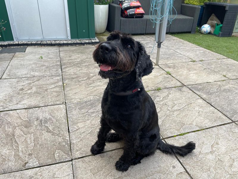 Annie | Schnauzer (Standard) | Ilfracombe - 3