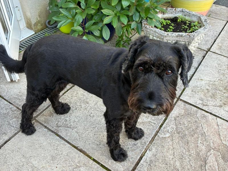 Annie | Schnauzer (Standard) | Ilfracombe - 1