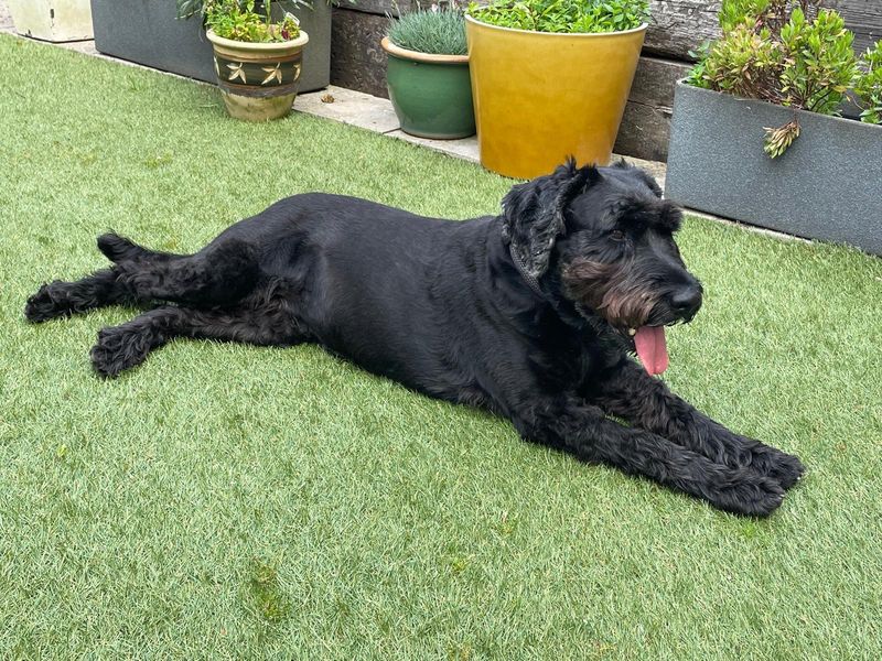 Annie | Schnauzer (Standard) | Ilfracombe - 4