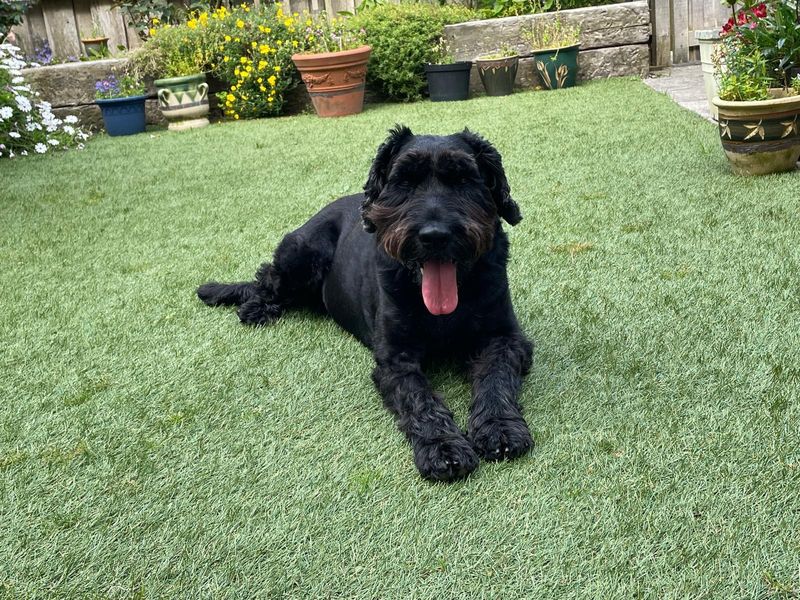 Annie | Schnauzer (Standard) | Ilfracombe - 2