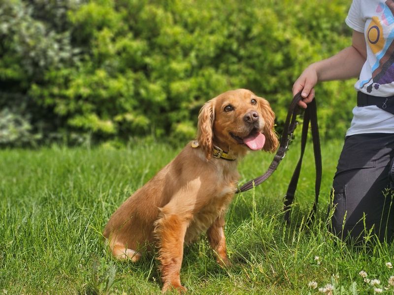 undefined | Spaniel (Cocker) | undefined - 2