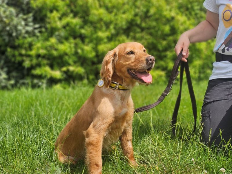 undefined | Spaniel (Cocker) | undefined - 3