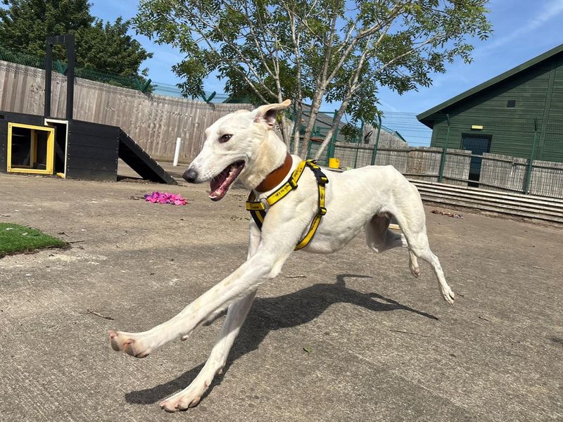 undefined | Lurcher | undefined - 1