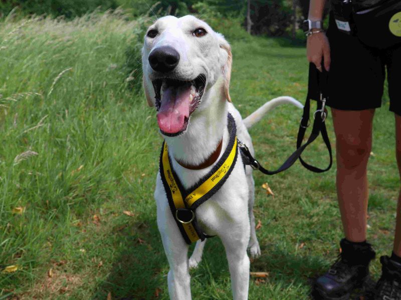 undefined | Lurcher | undefined - 2