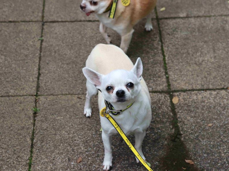 Daisy and Harley - Image 5 of 5