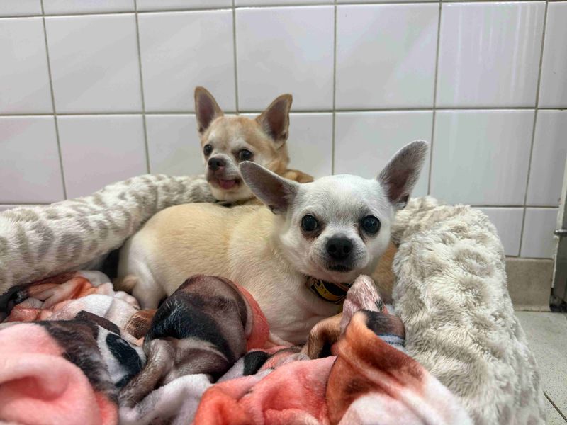 Daisy and Harley