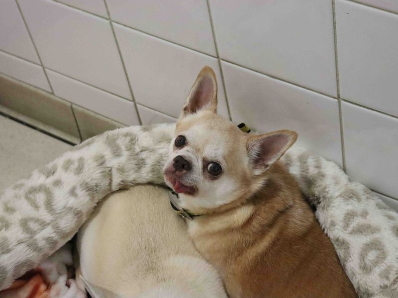 Daisy and Harley - Image 2 of 5