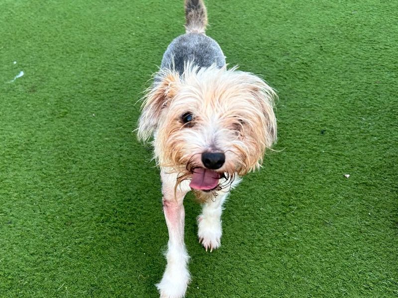 undefined | Terrier (Jack Russell) Cross | undefined - 1