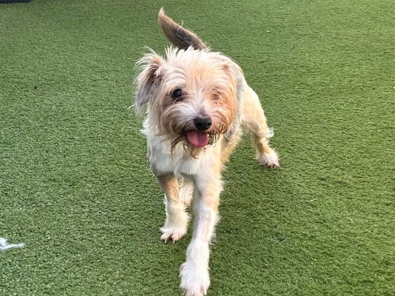 undefined | Terrier (Jack Russell) Cross | undefined - 3