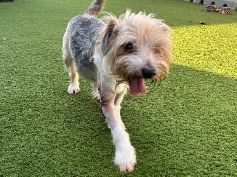 undefined | Terrier (Jack Russell) Cross | undefined - 2