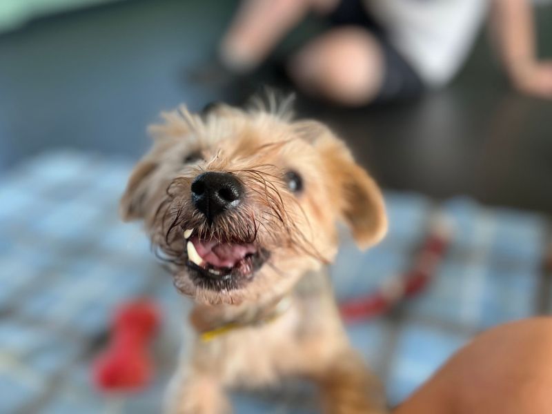 Jack | Terrier (Jack Russell) Cross | Snetterton (Norfolk) - 1