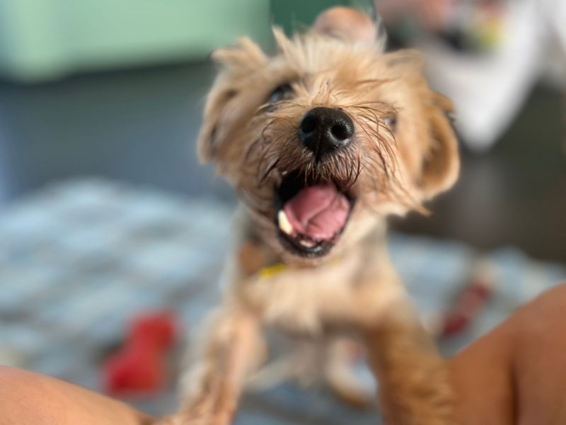 Jack | Terrier (Jack Russell) Cross | Snetterton (Norfolk) - 2