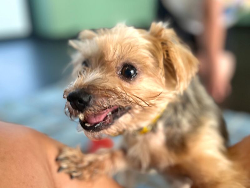 Jack | Terrier (Jack Russell) Cross | Snetterton (Norfolk) - 6