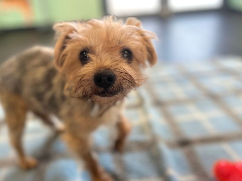 Jack | Terrier (Jack Russell) Cross | Snetterton (Norfolk) - 4