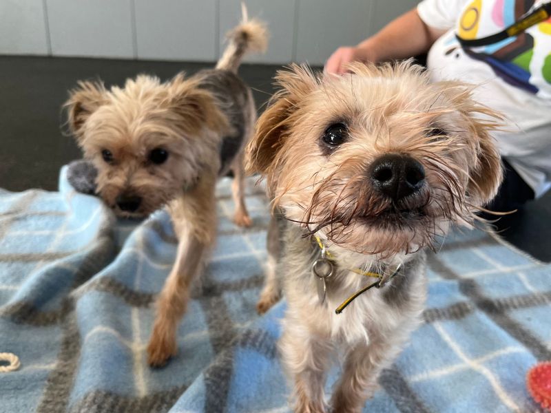 Jack | Terrier (Jack Russell) Cross | Snetterton (Norfolk) - 5