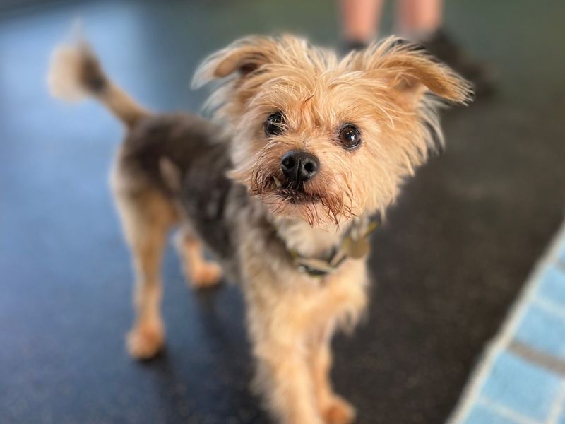 Jake | Terrier (Jack Russell) Cross | Snetterton (Norfolk) - 3