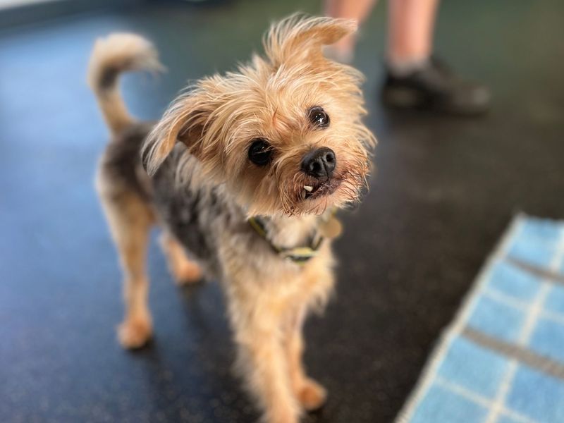Jake | Terrier (Jack Russell) Cross | Snetterton (Norfolk) - 4
