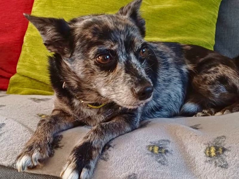 Alfie | Chihuahua (Smooth Coat) Cross | Salisbury (Wiltshire) - 1