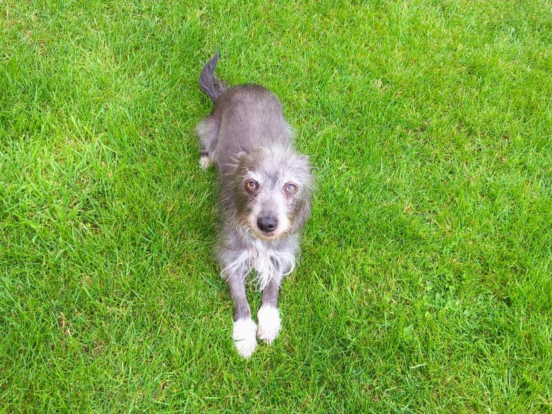 Luna | Chihuahua (Smooth Coat) Cross | Salisbury (Wiltshire) - 2