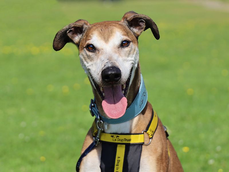 Bruce | Lurcher | Leeds - 1