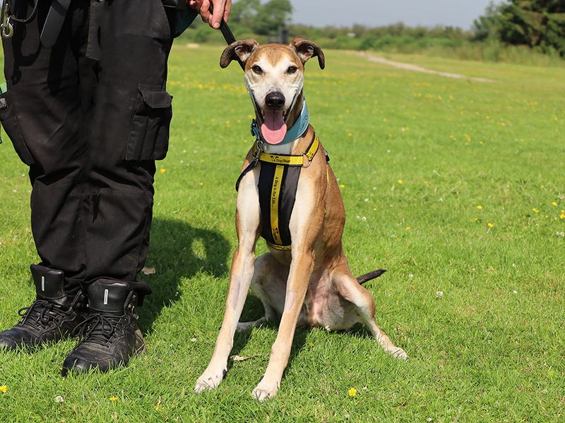Bruce | Lurcher | Leeds - 3