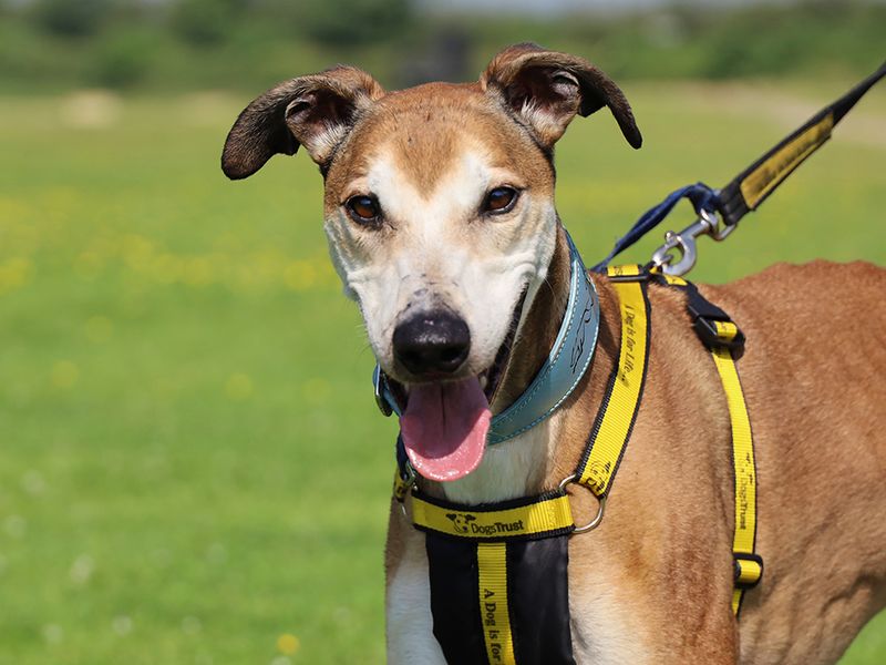 Bruce | Lurcher | Leeds - 4