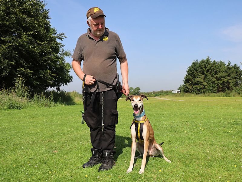 Bruce | Lurcher | Leeds - 5