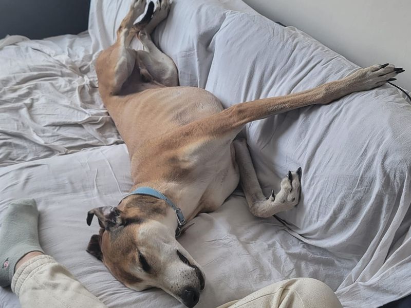 Bruce | Lurcher | Leeds - 2