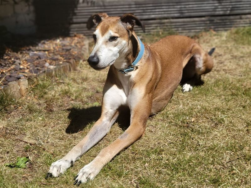 Bruce | Lurcher | Leeds - 6