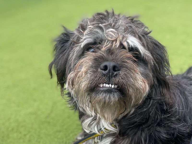 undefined | Shih Tzu Cross | undefined - 2