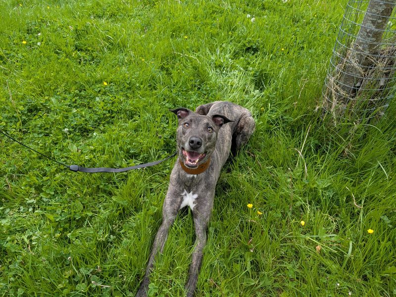 undefined | Lurcher | undefined - 2