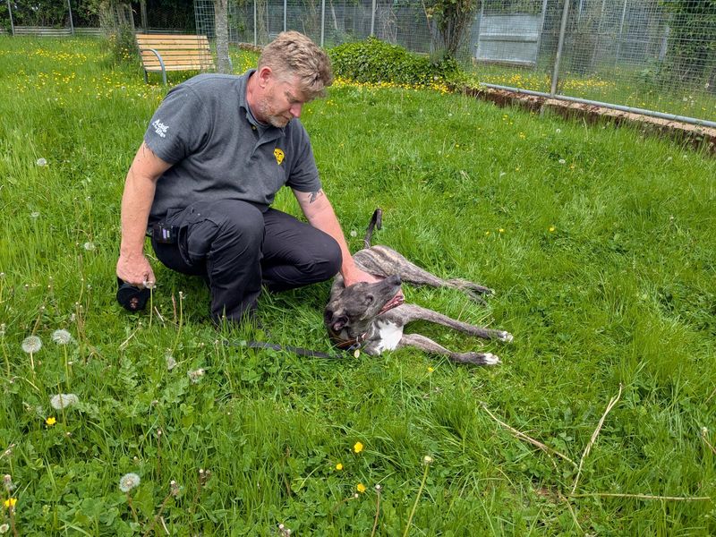 undefined | Lurcher | undefined - 1