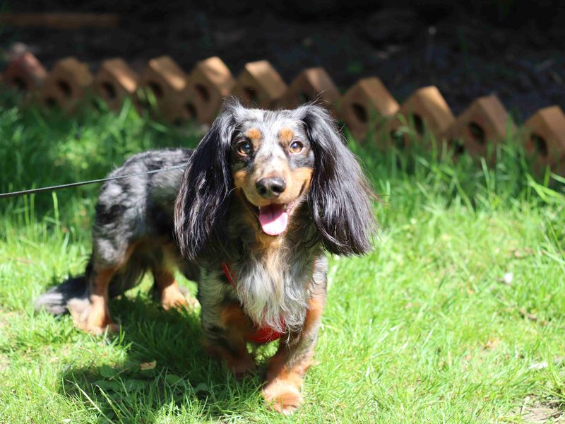 Arlo - Image 2 of 2