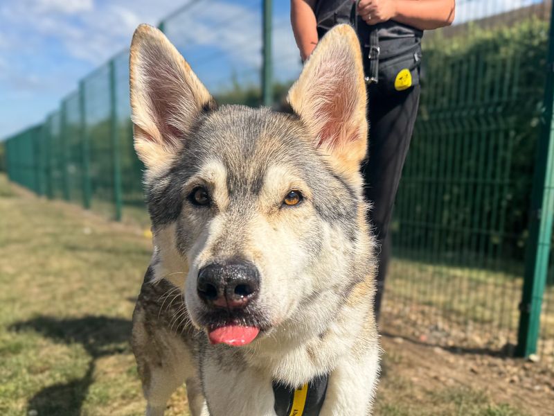 Warner | German Shepherd Dog Cross | Basildon (Essex) - 5